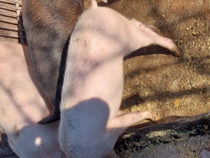 Șoldoni de vânzare  - imagine 5