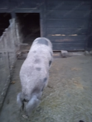 Vând porc aproximativ 150kg - imagine 2
