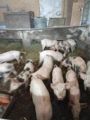 Vănd purcei 17 săptămâni 600 de lei bucata