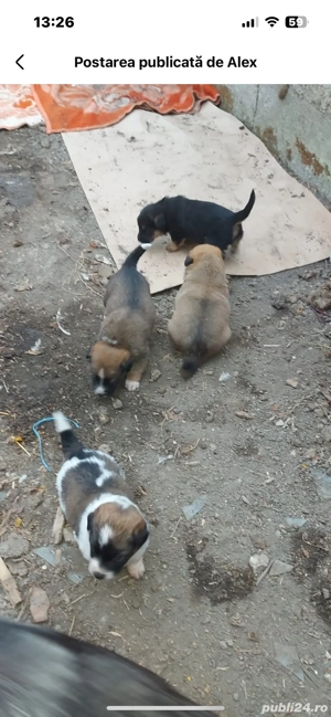 Donez căței - imagine 2