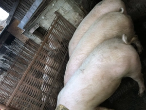 Porci de vânzare  - imagine 3
