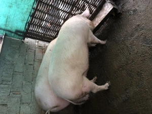 Porci de vânzare  - imagine 4