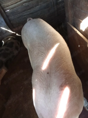 Vând porci de tăiat până în 100 kg porci de carne crescut fara concentrat natural