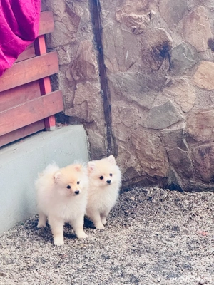 Nu ratați ultimul pui de Pomeranian