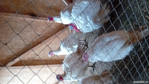 vand curcani si curci albe de carne - imagine 2