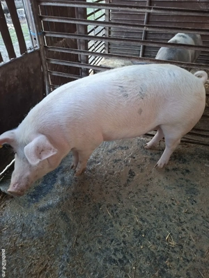 Vând porc 170kg si purcea 350 kg - imagine 2