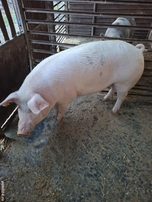 Vând porc 170kg si purcea 350 kg - imagine 3