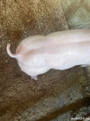 purcei de vanzare  - imagine 4