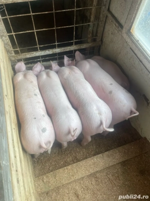 purcei de vanzare  - imagine 2