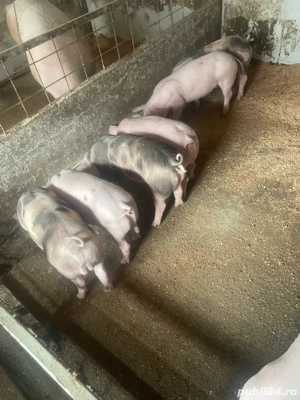 vand purcei cu greutatea 30 pana la 40 kg  - imagine 3