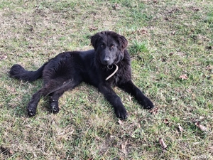  Ciobanesc corb ,cățelușa de 7 luni  - imagine 2