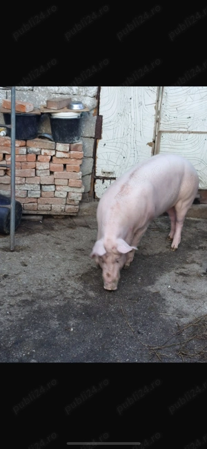 Porc de vanzare - imagine 2