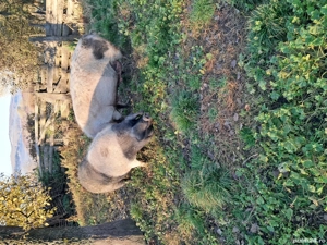 porci de vânzare  - imagine 2