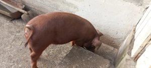 vind porc  - imagine 3