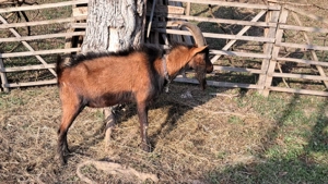 Țap Alpin Francez  - imagine 2