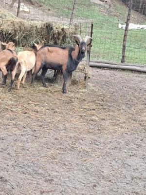 Țap Alpin Francez  - imagine 3