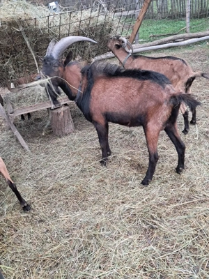 Țap Alpin Francez  - imagine 4