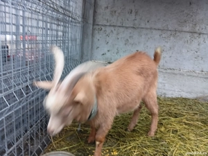 Tap de vanzare  - imagine 2