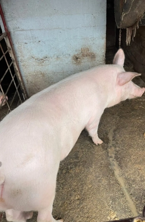 Porci crescuți natural!!!