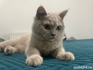 Vand pui British ShortHair