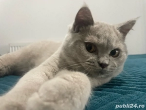 Vand pui British ShortHair - imagine 3