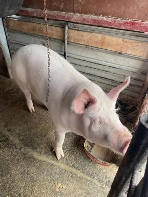 Porci crescuți natural!!! - imagine 2