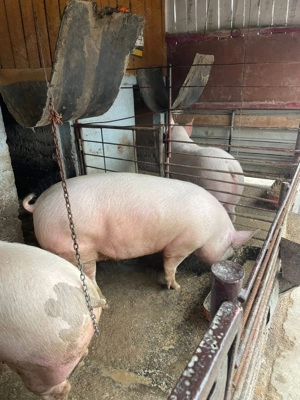 Porci crescuți natural!!! - imagine 3