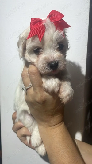 Vand Bishon - imagine 2