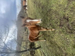 Mânz de vnzare armasar