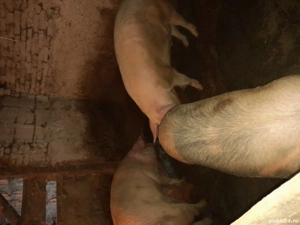 vînd doi la alegere , iniferen  - imagine 2