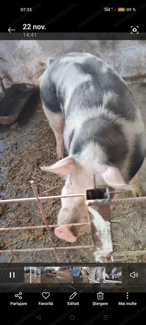 Porci rasa de carne crescuți în sistem gospodăresc cu uruiala din porumb orz și grâu! - imagine 2