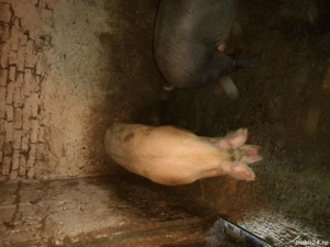 vînd doi la alegere , iniferen  - imagine 4