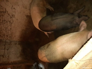 vînd doi la alegere , iniferen  - imagine 3