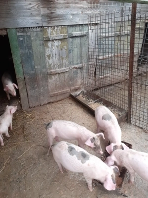 Purcei 12 săptămâni pietrain cu landrace