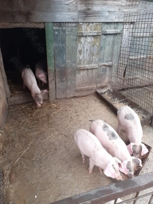 Purcei 12 săptămâni pietrain cu landrace - imagine 3