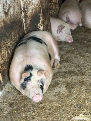 vand porc bio 100% asigur transport Arad - imagine 3