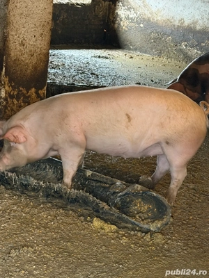 vand porc bio 100% asigur transport Arad