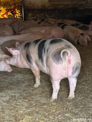 vand porc bio 100% asigur transport Arad - imagine 2