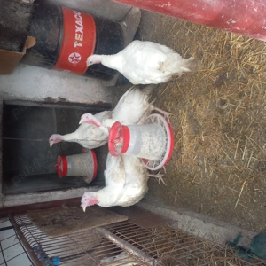 De vănzare  curcan-17kg-20kg, curcii -12kg -15 kg .