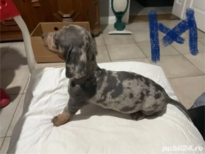 Catei teckel pedigree de vanzare  - imagine 2