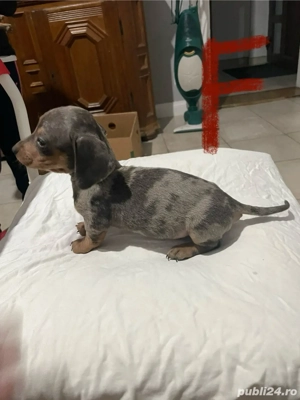 Catei teckel pedigree de vanzare  - imagine 5