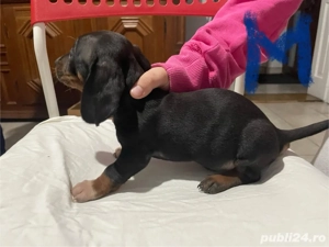 Catei teckel pedigree de vanzare  - imagine 4