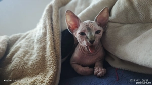 Pisici Sphinx  - imagine 2