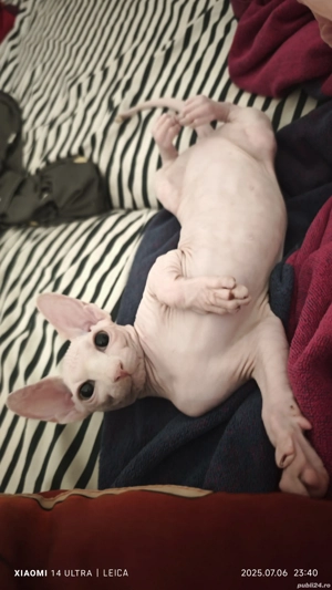 Pisici Sphinx  - imagine 3