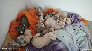 Pisici Sphinx  - imagine 4