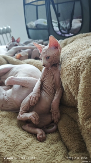 Pisici Sphinx  - imagine 5