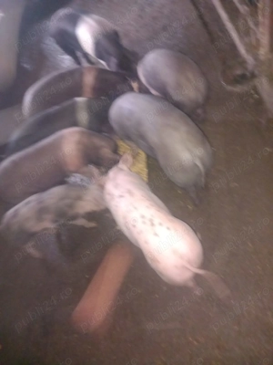 vand soldani 40 -60 kg  - imagine 2