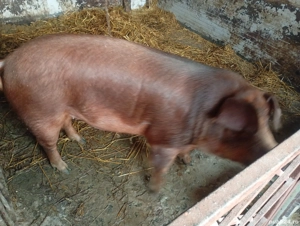 porc de vânzare  - imagine 2