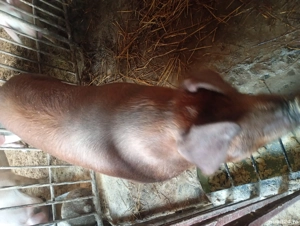 porc de vânzare  - imagine 3