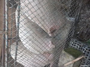 Vand porci - imagine 2